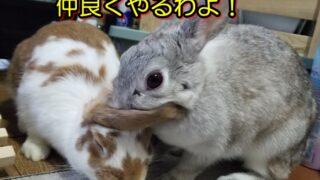 うさぎを多頭飼いしてみた結果、メス同士の仲良しコンビ誕生なるか？ 